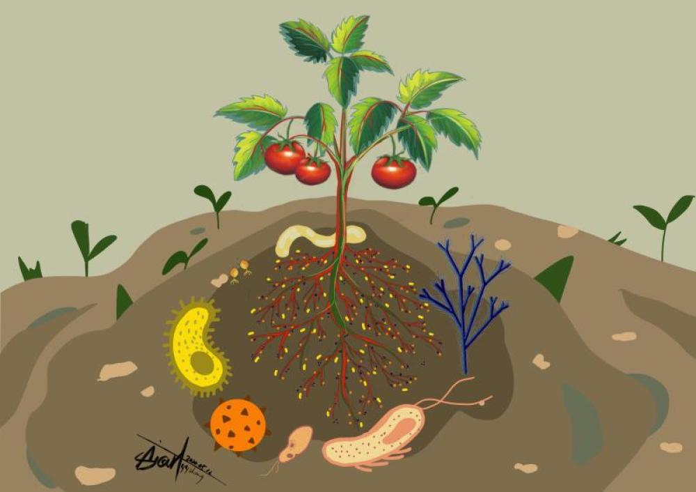 【新华社】科学家揭示植物根际微生物的稀缺资源争夺战