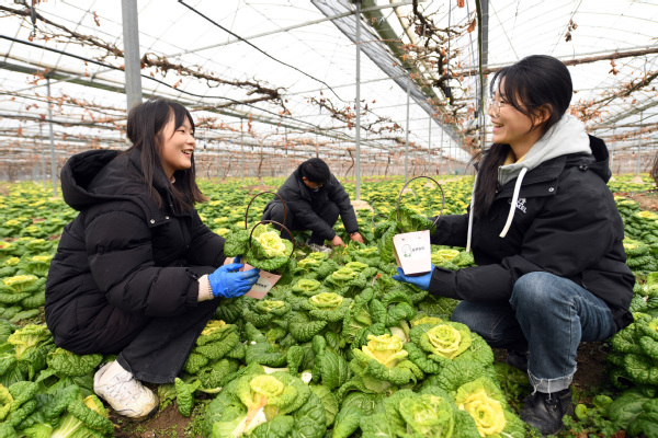 【China Daily】Yellow rose' harvest