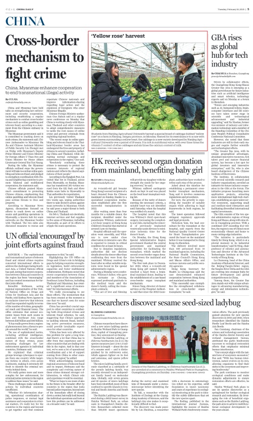 【China Daily】Yellow rose' harvest