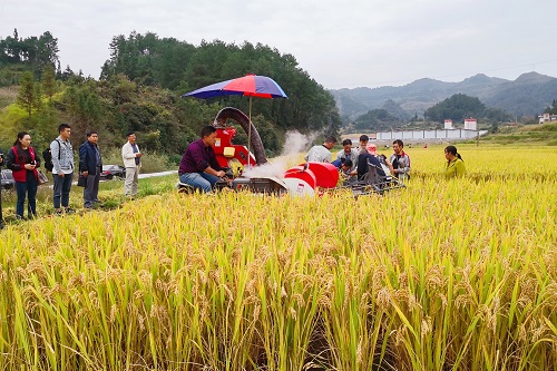 专家对赵祥榕种植的"宁粳8号"进行实产验收